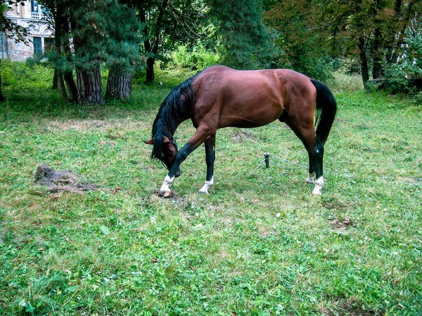 Un caballo solitario pastando en un césped en un bosque. El caballo está atado. — Foto de Stock
