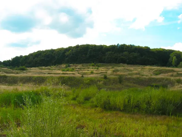 Wild meadow at the edge of the forest after a big rain. Small mo — Stock Photo, Image