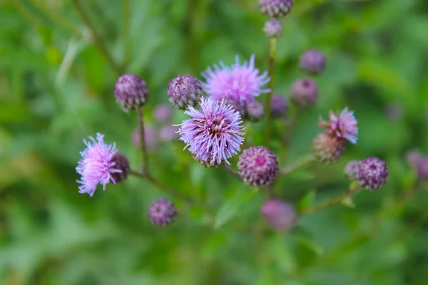 Delicate pink sow thistle flowers close-up — Stock Photo, Image
