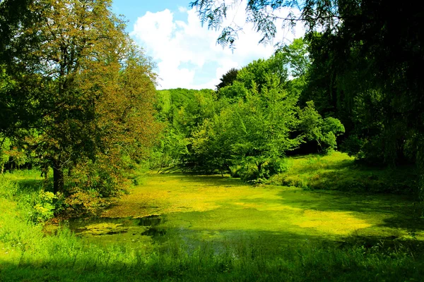 Abandoned overgrown pond in an old abandoned park. — Stock Photo, Image