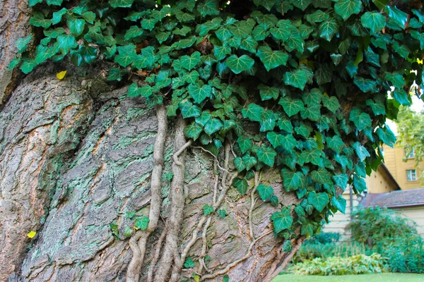 Un tronco de árbol cubierto de hiedra silvestre . —  Fotos de Stock