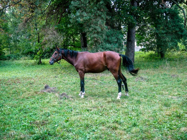 Un cheval solitaire broute sur une pelouse dans une forêt. Le cheval est attaché esprit — Photo