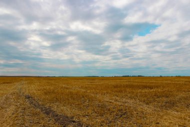 Hasattan sonra buğday tarlası. Tarlanın üzerindeki güzel gökyüzü ve