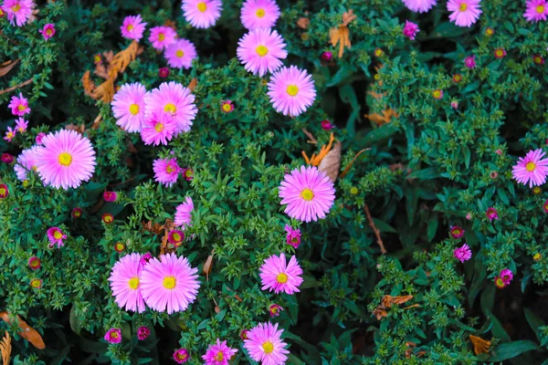 Lindas flores lilás e violetas fotografadas a curta distância — Fotografia de Stock