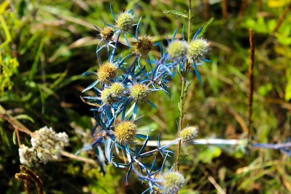 Beautiful field thistle with a blue stalk against a wild field — Stock Photo, Image