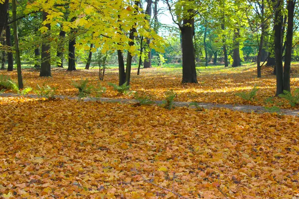 Fogliame giallo cadere a terra in una bella e accogliente par — Foto Stock