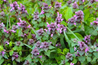 Bir sürü kedi nanesi. Tamamen büyümüş bir çayıra yakın çekim.