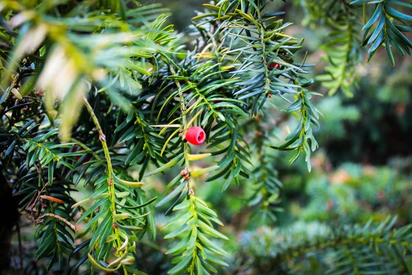 Baya tejo (Taxus baccata o tejo inglés). Una hermosa detallada i —  Fotos de Stock