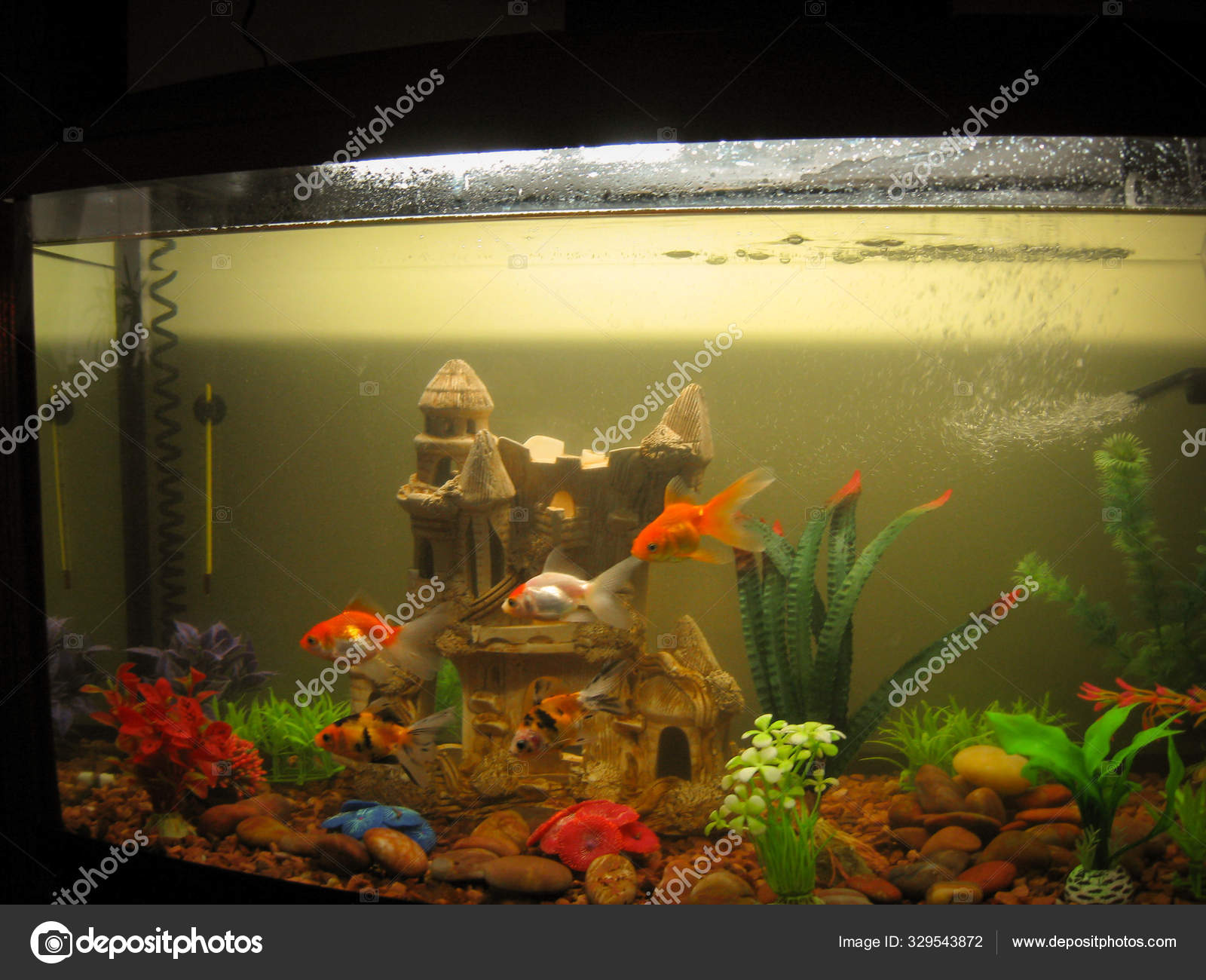 large goldfish tank