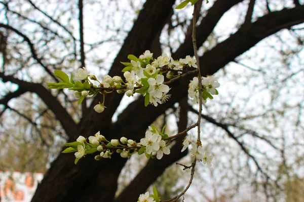 Nádherná nálada kvetoucího jara a mládí. A sprig of a yo — Stock fotografie