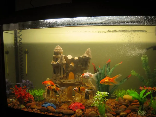 Vários peixes dourados de aquário de coloração diferente nadam em um grande — Fotografia de Stock