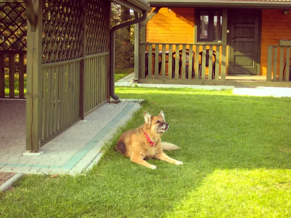 A cute German Shepherd dog that lies on a green lawn near a wood — 스톡 사진