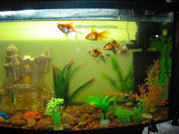 Several aquarium goldfish of different coloring swim in a large — ストック写真