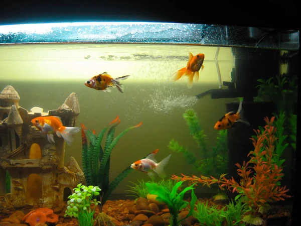 Several aquarium goldfish of different coloring swim in a large — ストック写真