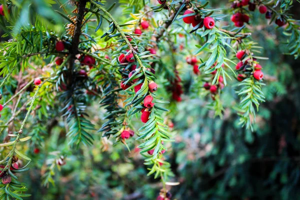 Plody planiky (Taxus baccata neboli český tis). Krásná podrobnost. — Stock fotografie