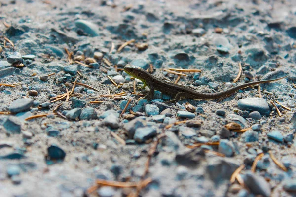 小蜥蜴在石头铺成的石子上奔跑 — 图库照片