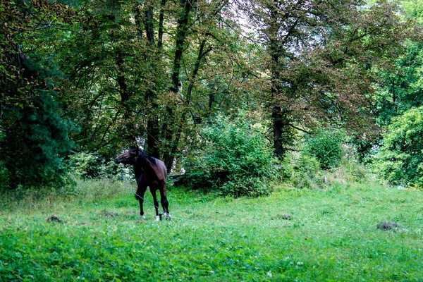 Одинокая лошадь пасётся на лужайке в лесу. Лошадь связана остроумием. — стоковое фото