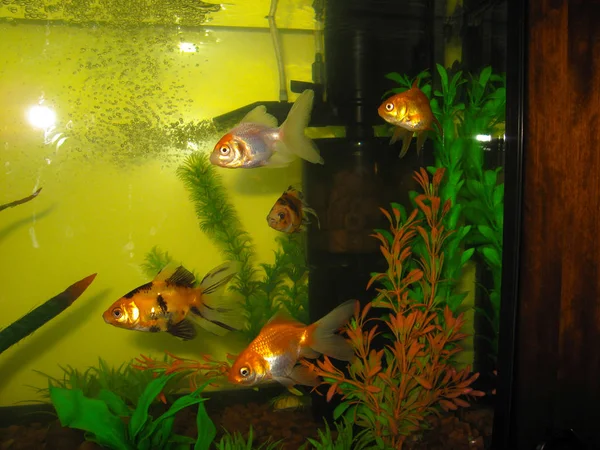 Кілька акваріумних золотих рибок різного забарвлення плавають у великому — стокове фото