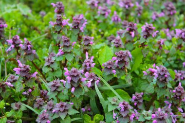 Bir sürü kedi nanesi. Tamamen büyümüş bir çayıra yakın çekim.