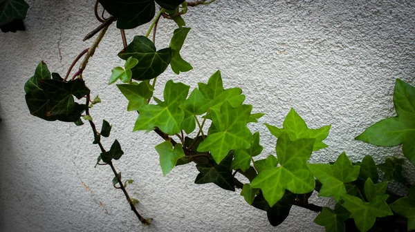 El tallo de uvas silvestres contra la pared —  Fotos de Stock