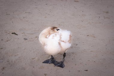 Kumlu bir sahilde genç beyaz bir Kuğu. Swan kafasını galibiyetin altına sakladı.