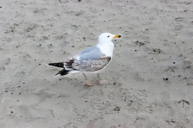 Kumlu bir sahilde duran martı. Vahşi kuşlar doğada.