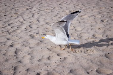 Martı kumsala iniyor. Vahşi kuşlar doğada