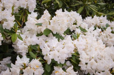 Güzel bahar manzarası. Şirin çalılar büyük beyaz çiçekler açtı.