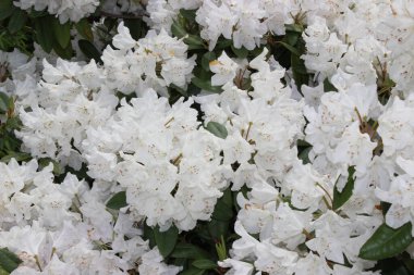 Güzel bahar manzarası. Şirin çalılar büyük beyaz çiçekler açtı.