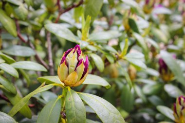 Bahçedeki güzel bahar manzarası Mor çiçekli çalılar