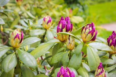 Bahçedeki güzel bahar manzarası Mor çiçekli çalılar