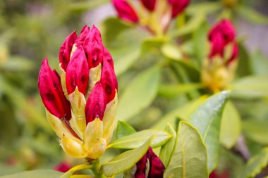 Bahçedeki güzel bahar manzarası Mor çiçekli çalılar
