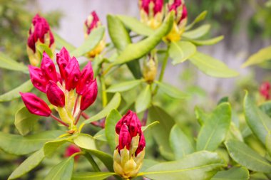 Bahçedeki güzel bahar manzarası Mor çiçekli çalılar