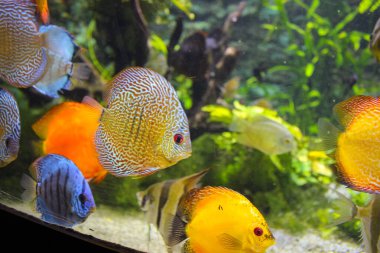 Suda bir tropikal balık sürüsü. Açık Mavili Fotoğraf: