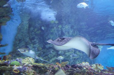 Stingray Budapeşte 'nin büyük akvaryumunda yüzüyor.