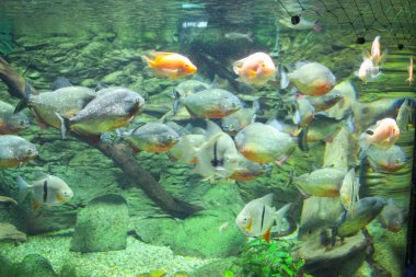 Pygocentrus nattereri. Akvaryumda yüzen bir Amazon piranası sürüsü..