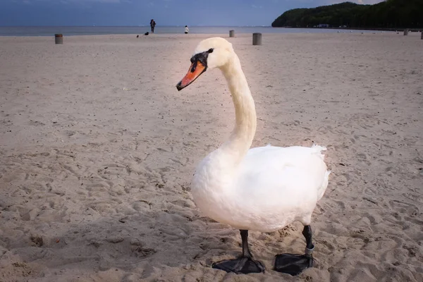 Cisne Branco Jovem Uma Praia Areia Fundo Você Pode Ver — Fotografia de Stock