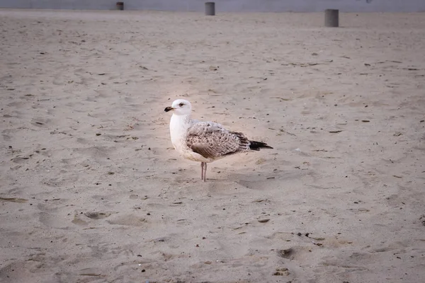 Gaviota Pie Una Playa Arena Aves Silvestres Naturaleza — Foto de Stock