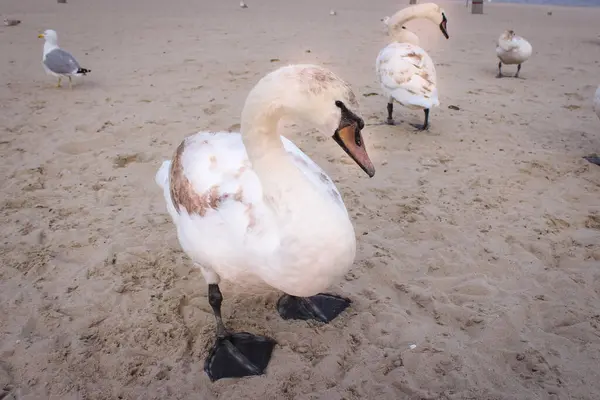 Aves Selvagens Uma Praia Areia Gdynia Polônia Cisnes Gaivotas Mar — Fotografia de Stock