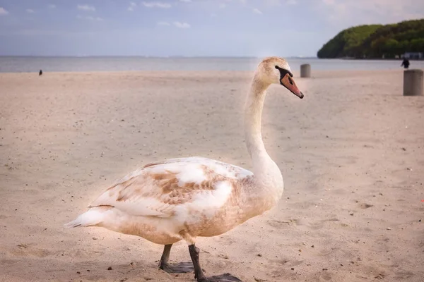 Ung Vit Svan Sandstrand Swan Gömde Huvudet Segern — Stockfoto