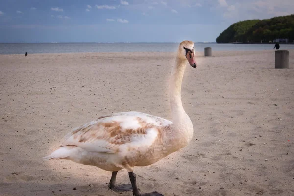 Cisne Blanco Joven Una Playa Arena Swan Escondió Cabeza Bajo — Foto de Stock