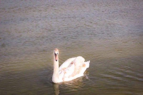 Cisne Branco Jovem Água Flutua Silenciosamente Olhando Para Câmara — Fotografia de Stock