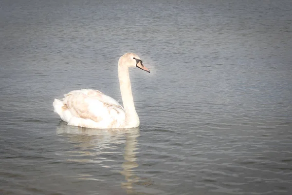 Cisne Branco Jovem Água Flutua Silenciosamente Olhando Para Câmara — Fotografia de Stock