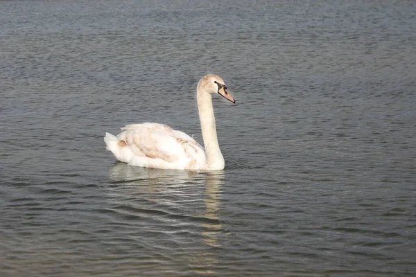 Cisne Branco Jovem Água Flutua Silenciosamente Olhando Para Câmara — Fotografia de Stock