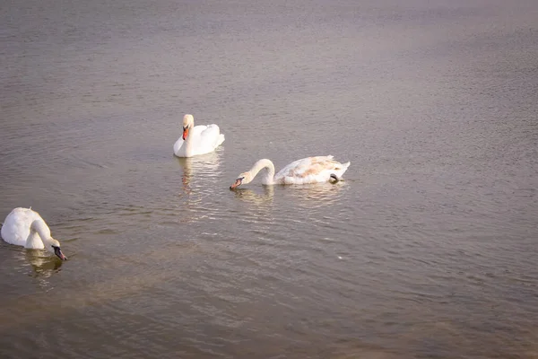 Três Cisnes Brancos Flutuam Água Estão Procura Foo — Fotografia de Stock