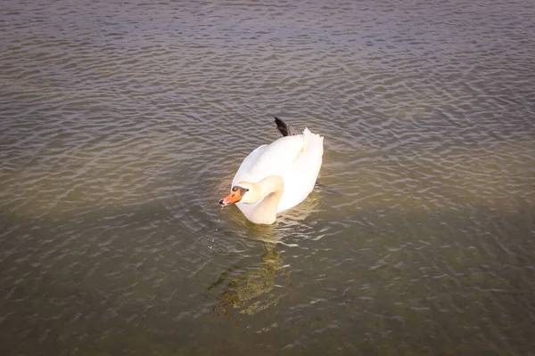 Молодой Белый Лебедь Воде Плавает Спокойно Глядя Камеру — стоковое фото