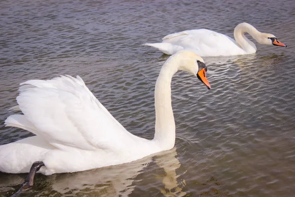 Ein Paar Schwäne Schwimmt Die Gleiche Richtung Beide Blicken Die — Stockfoto