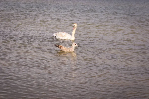 Swan Och Seagull Flyter Vatten Vacker Utsikt Över Havsfågeln — Stockfoto