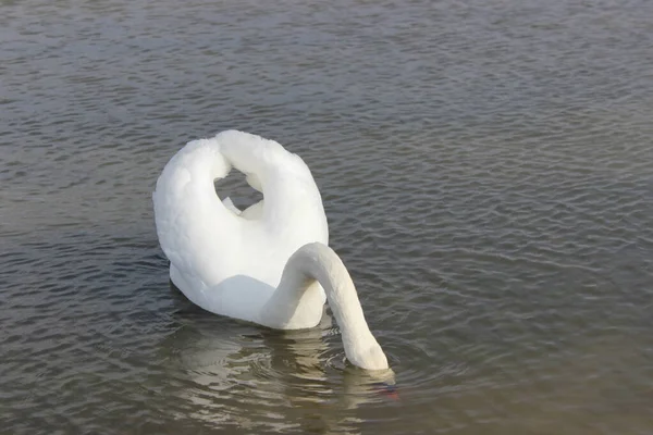 Cisne Blanco Joven Agua Swan Está Buscando Algo Agua Metió — Foto de Stock