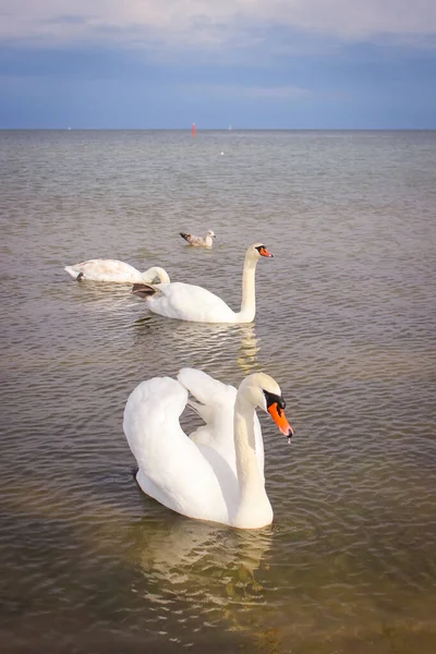Три Белых Лебедя Одна Чайка Плывущая Течению — стоковое фото